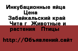 Инкубационные яйца › Цена ­ 15 - Забайкальский край, Чита г. Животные и растения » Птицы   